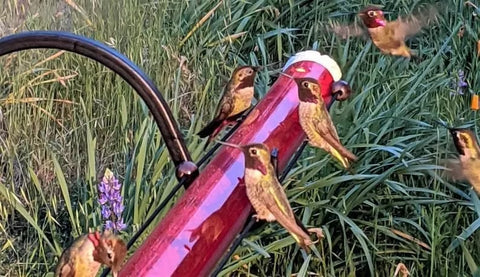 Anna's Best Hummingbird Feeder