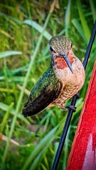 Anna's Best Hummingbird Feeder