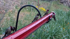 Anna's Best Hummingbird Feeder