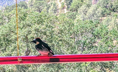 Anna's Best Hummingbird Feeder